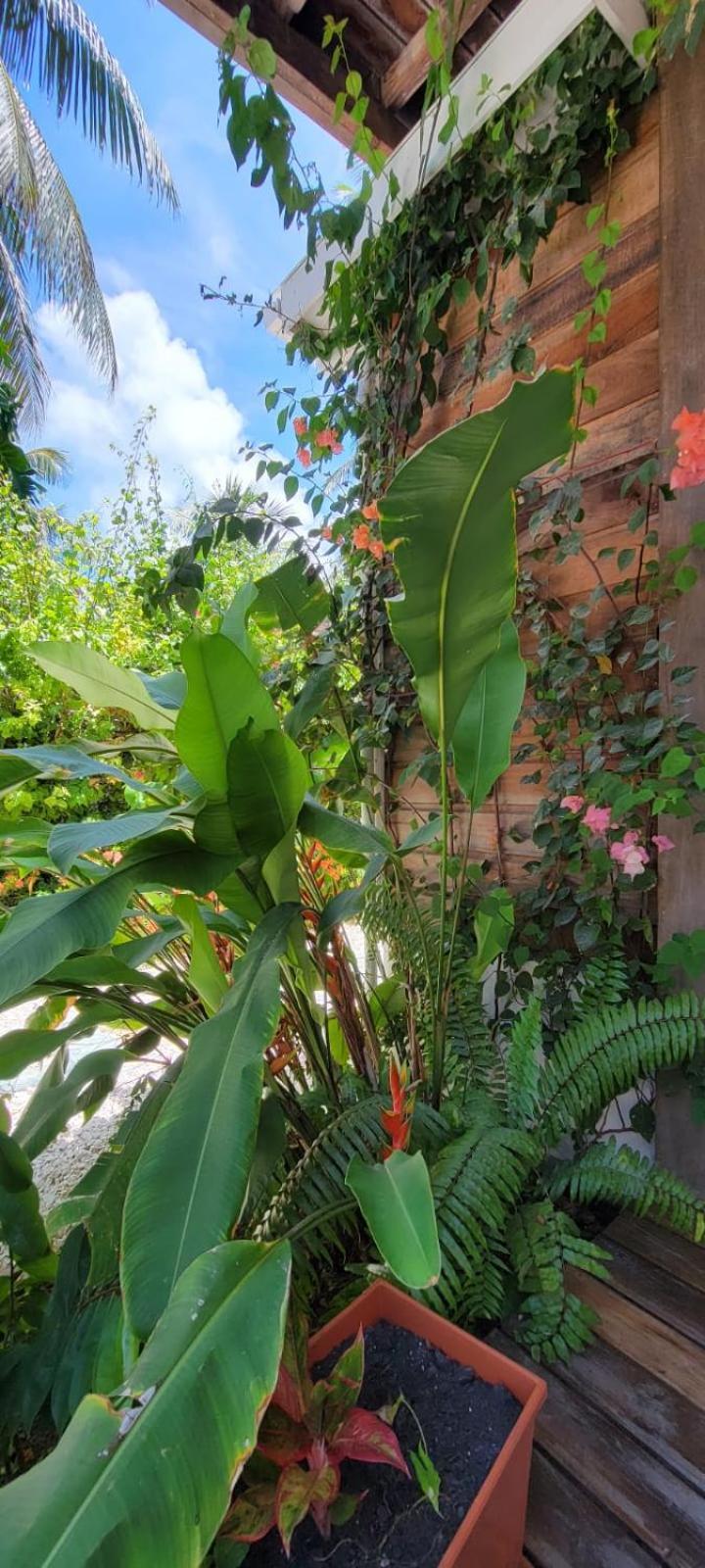 Caye Caulker Boutique Guesthouse 6 Exterior photo